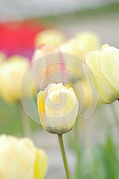 Flower bed with colourful tulips