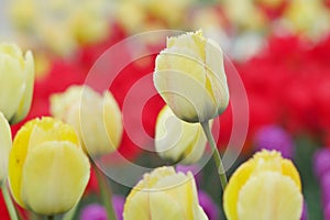 Flower bed with colourful tulips