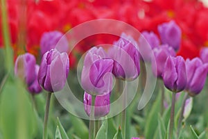 Flower bed with colourful tulips