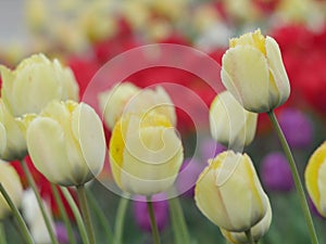 Flower bed with colourful tulips