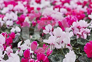 Beautiful Cyclamen plants - or violeta de los alpes in full bloom. Pink and Fuchsia colours. photo