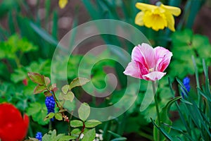 Flower bed or flower garden in an urban environment. Background with selective focus and copy space