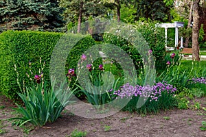 Flower bed or flower garden in an urban environment. Background with selective focus and copy space