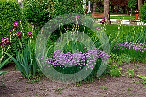 Flower bed or flower garden in an urban environment. Background with selective focus and copy space