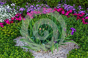 Flower bed or flower garden in an urban environment. Background with selective focus and copy space