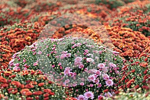 A flower bed with flowering chrysanthemums