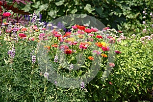 Flower bed fragment with a zinnias.