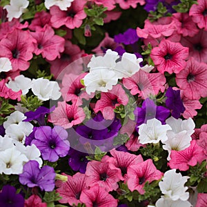 Flower bed full of different cultivars of Petuni photo
