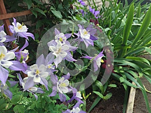 Flower Bed Garden