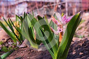 Flower bed in garden. Beautiful spring flowers closeup. Pink Hyacinth Latin: Hyacinthus. Soft selective focus