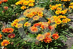 Flower bed with gazaniy gatsaniya hardish Gazania rigens L. Gaertn