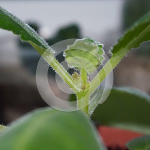 Flower bed on gloxinia plant