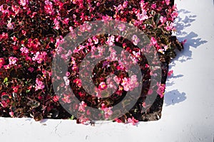 A flower bed of gray and red colors