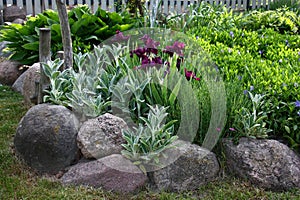 Flower bed with irises and vinca.