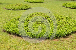 flower bed in Ñity park in Kuching, Malaysia, tropical garden with large trees and lawns