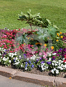 A flower bed on the lawn