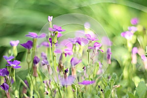 Flower bed of little purple flowers