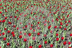 Flower bed of luxuriously flowering  tulip in the flowerbed