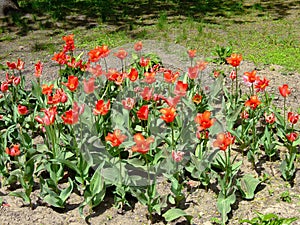 A flower bed with many red blooming tulips