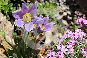 Flower Bed at the Minneapolis Peace Garden