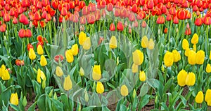 Flower bed of multi color tulips.