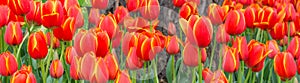 Flower bed of multi color tulips.