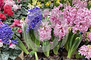 flower bed with multi-colored hyacinths, traditional easter flowers, flower background, easter background