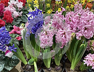 flower bed with multi-colored hyacinths, traditional easter flowers, flower background, easter background