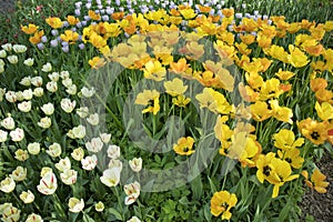 Flower bed with multi-colored tulips. Aptekarsky Ogorod a branch of the Botanical Garden of Moscow State University, Moscow, Rus