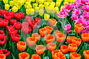 Flower bed with multicolor tulips
