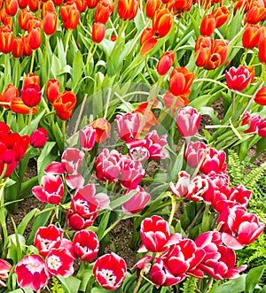 Flower bed of multicolor tulips at summer.