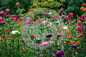 Flower Bed with multicolored Zinnia flowers and asters photo