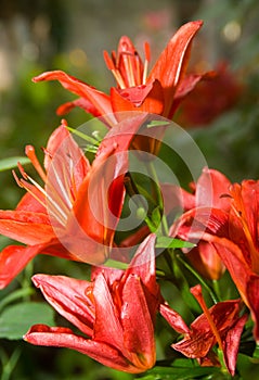 A flower bed of orange lillies