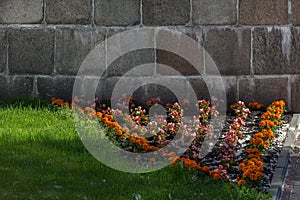 Flower bed with orange marigolds.