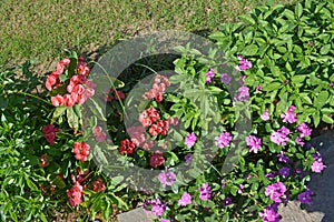 Flower bed with pink and purple flowers and green leaves.