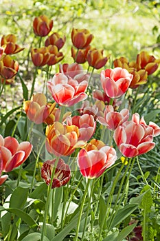 A flower bed with pink and red tulips,