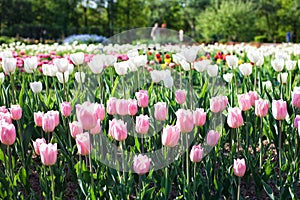 A flower bed with pink tulips