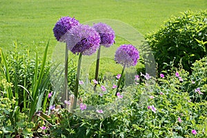 Flower bed with purple allium balls and cranesbill, green grass background