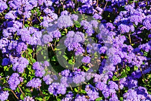 Flower bed with purple flowers