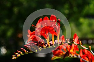 Flower bed with red crocosmia flowers in a garden