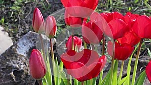 a flower bed of red open spring tulips in sunny bright weather