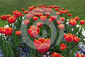 A flower bed with red-orange Triumph tulips. photo