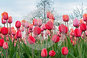 Flower bed with red and pink tulips. Blooming Gesner`s tulips. First spring flowers
