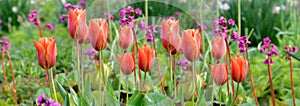 flower bed of red tulips blooming in green leaf in garden and pink bergenia background