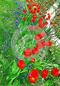 Flower bed with red tulips and grape hyacinth