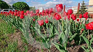 Flower bed with red tulips. Mobile photo