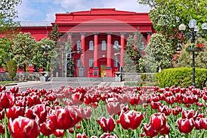 A flower bed with red-and-white tulips against the backdrop of Kyiv National Taras Shevchenko University. Kiev, Ukraine