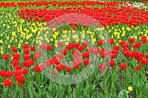 A flower bed of red with white tulips. Blooming flowers in a city park. Many beautiful spring flowers