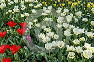 A flower bed with red and white tulips, yellow daffodils and a single hyacinth