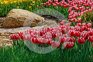 Flower bed with red and yellow tulips